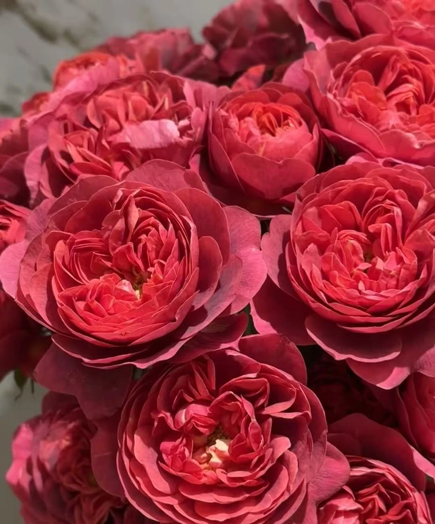 花花  绝色果汁9支+1支防损 一单包邮两单升级快递 云南直发