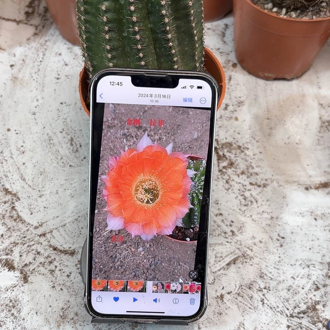 彩草金刚拉菲6.5公分左右