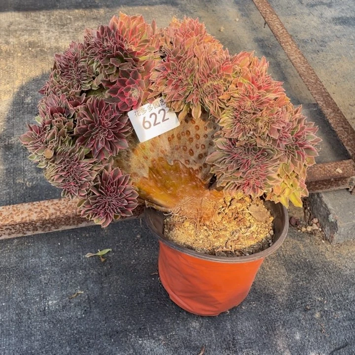 622号女神法师缀花