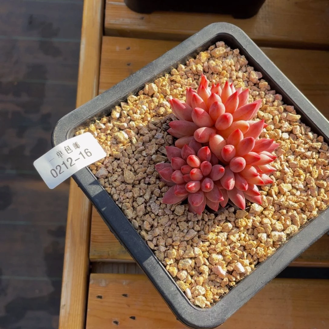 0212-16-虞美人。。。。。