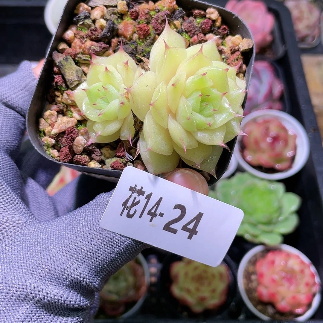 花利美14-24海王