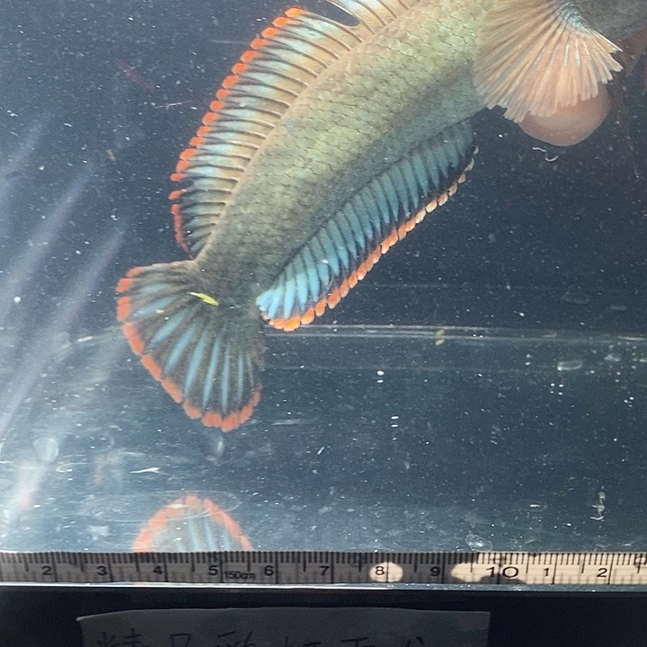 绿毛龟母精品彩虹雷龙鱼