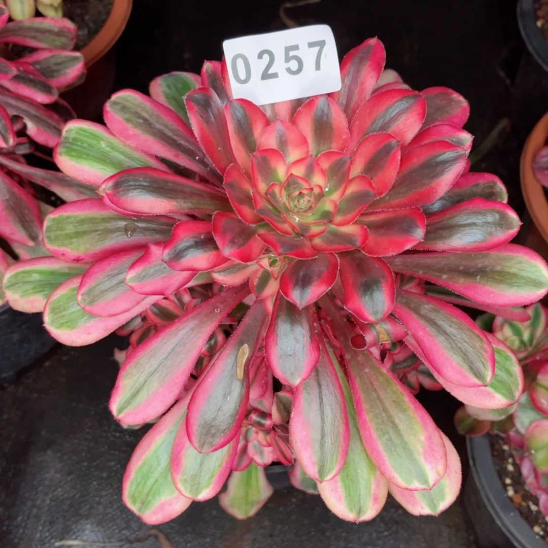 饭*?初恋多肉发货发货