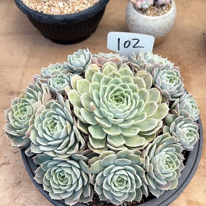 多肉植物，昂斯若102号