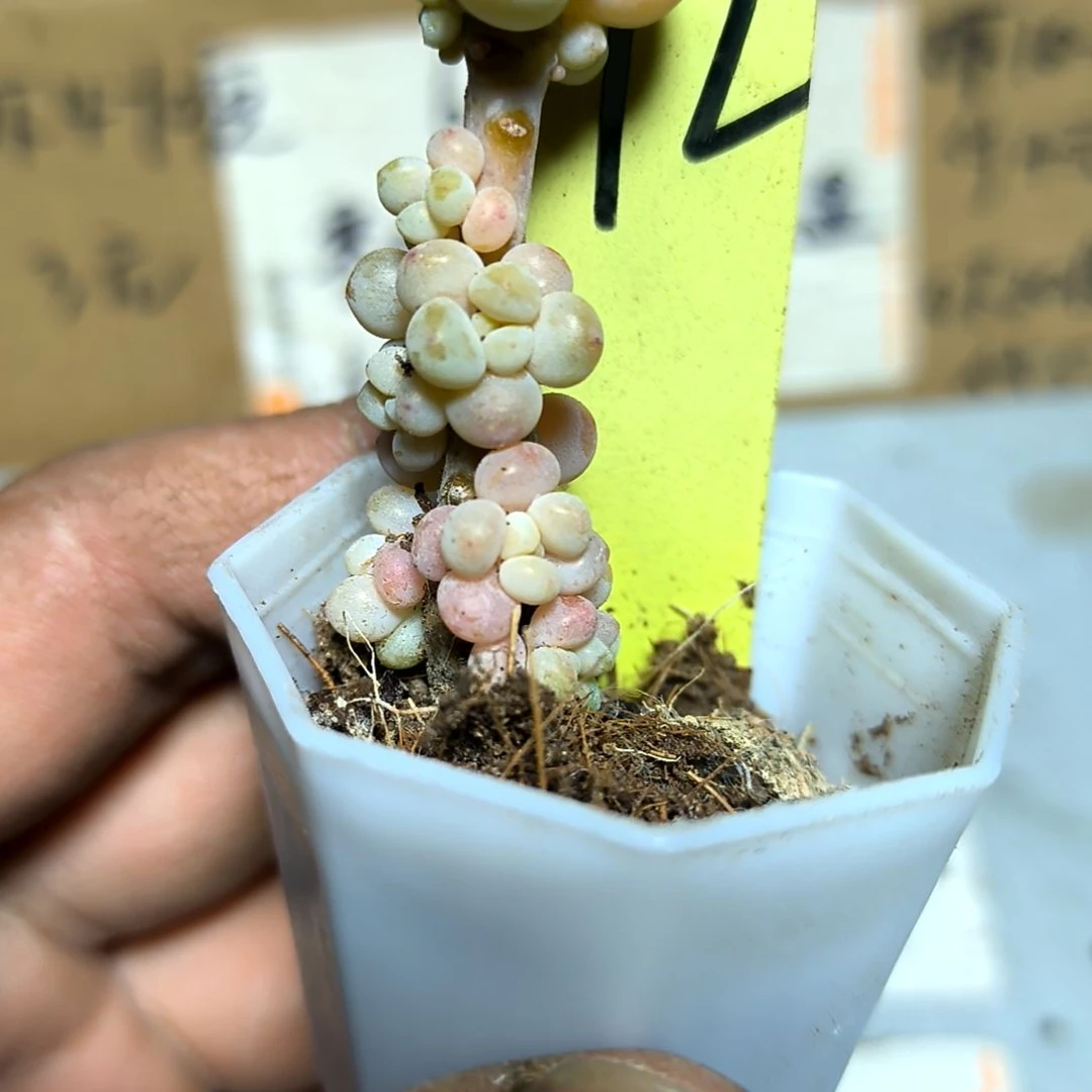 满6元包邮，奶豆多头