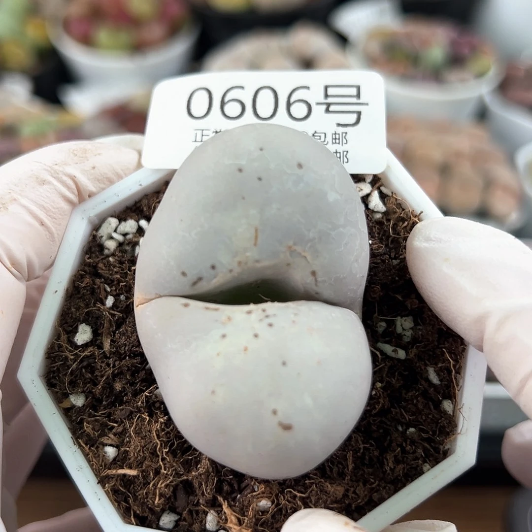 0606五年大白怪兽