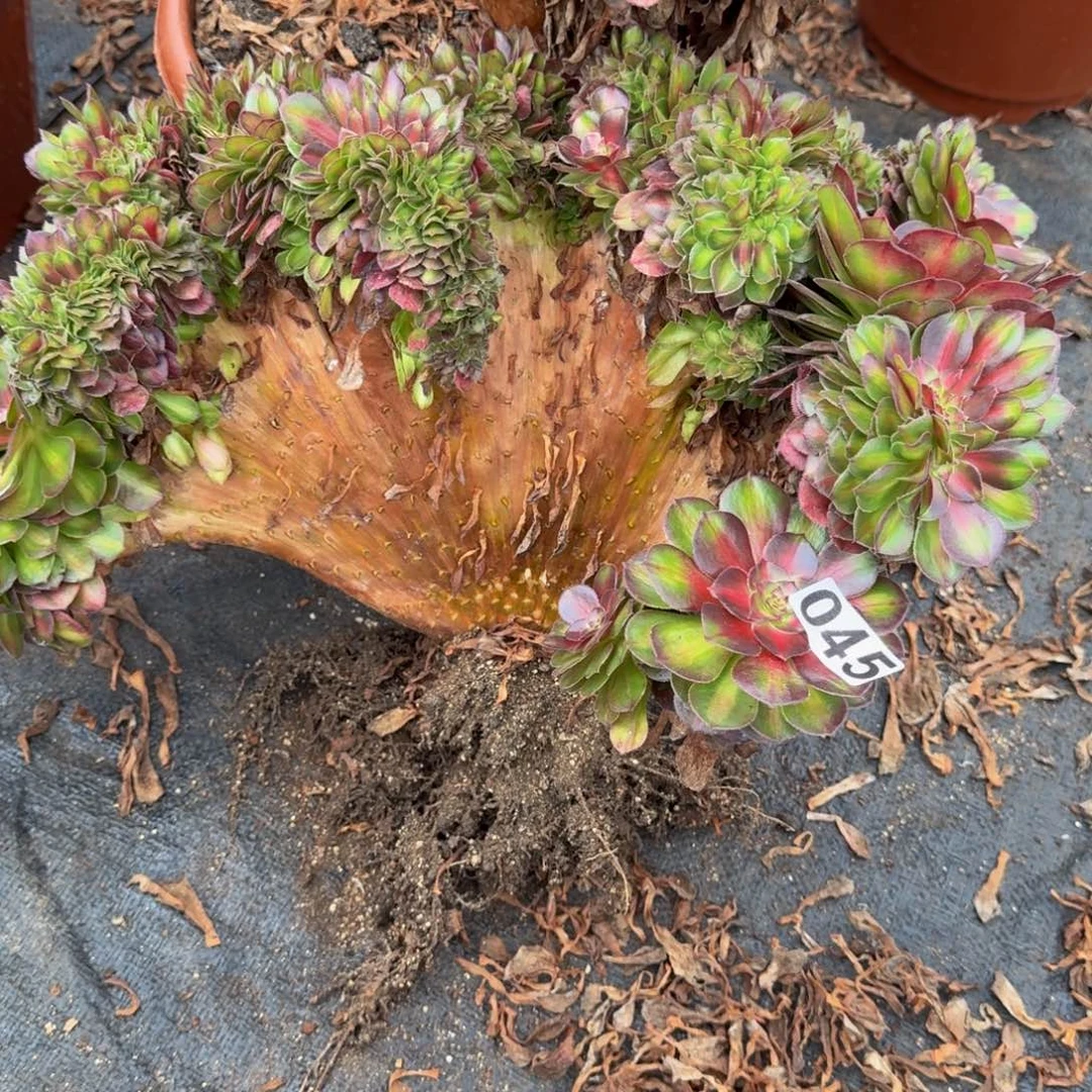 浅***夏045多肉植物抹茶缀