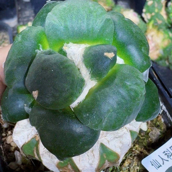 无花朵苗接牡丹329