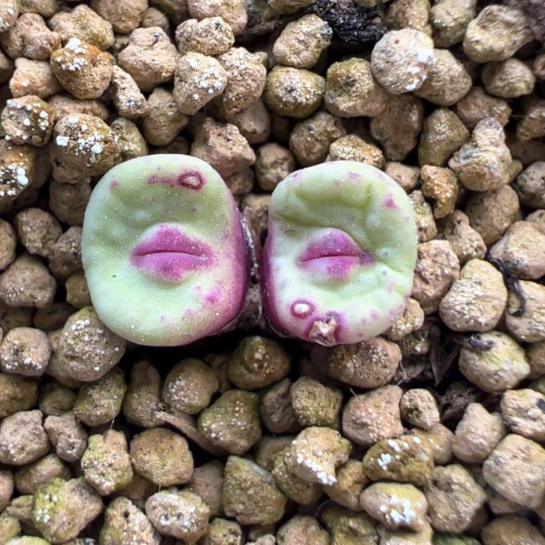 397号开播福利。