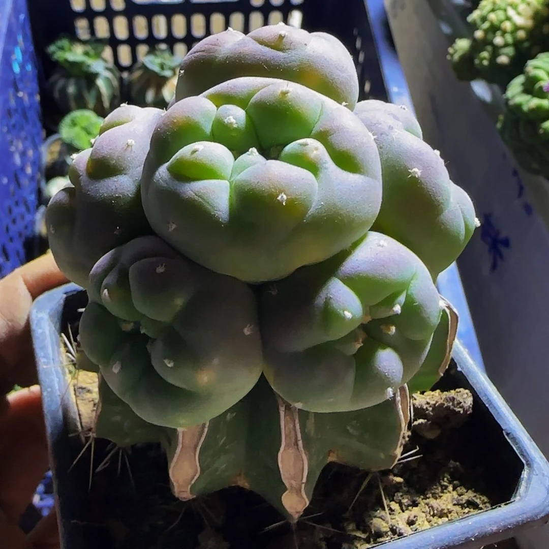 群头仙476仙人球