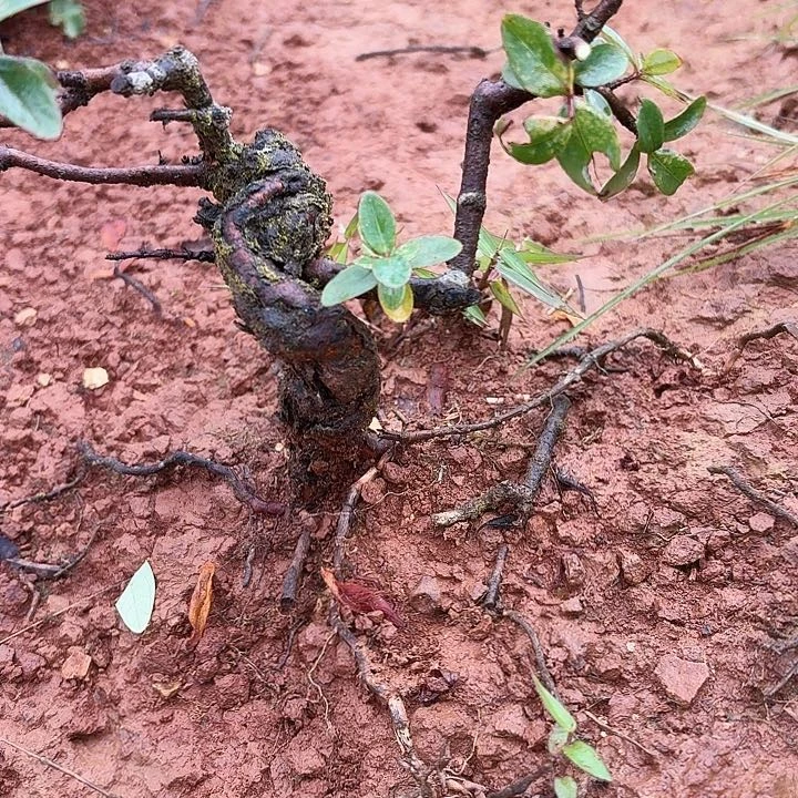 当前无花栽培后可以开花