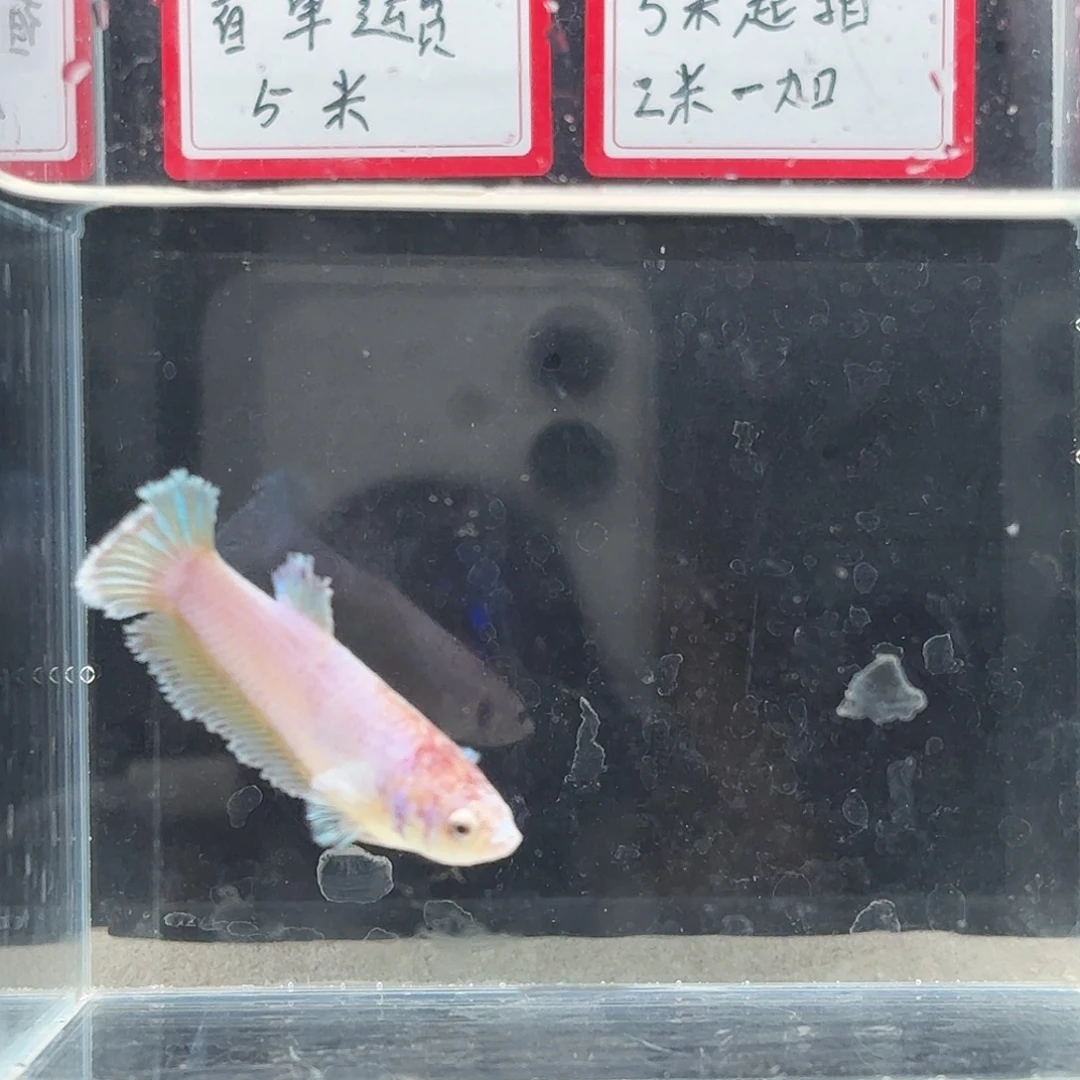 海水鱼鱼万泽水族