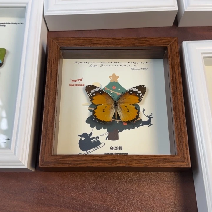 有机玻璃蝴蝶标本蝴蝶标本