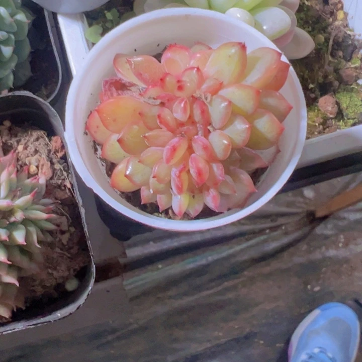 坨*缀化多肉植物大战