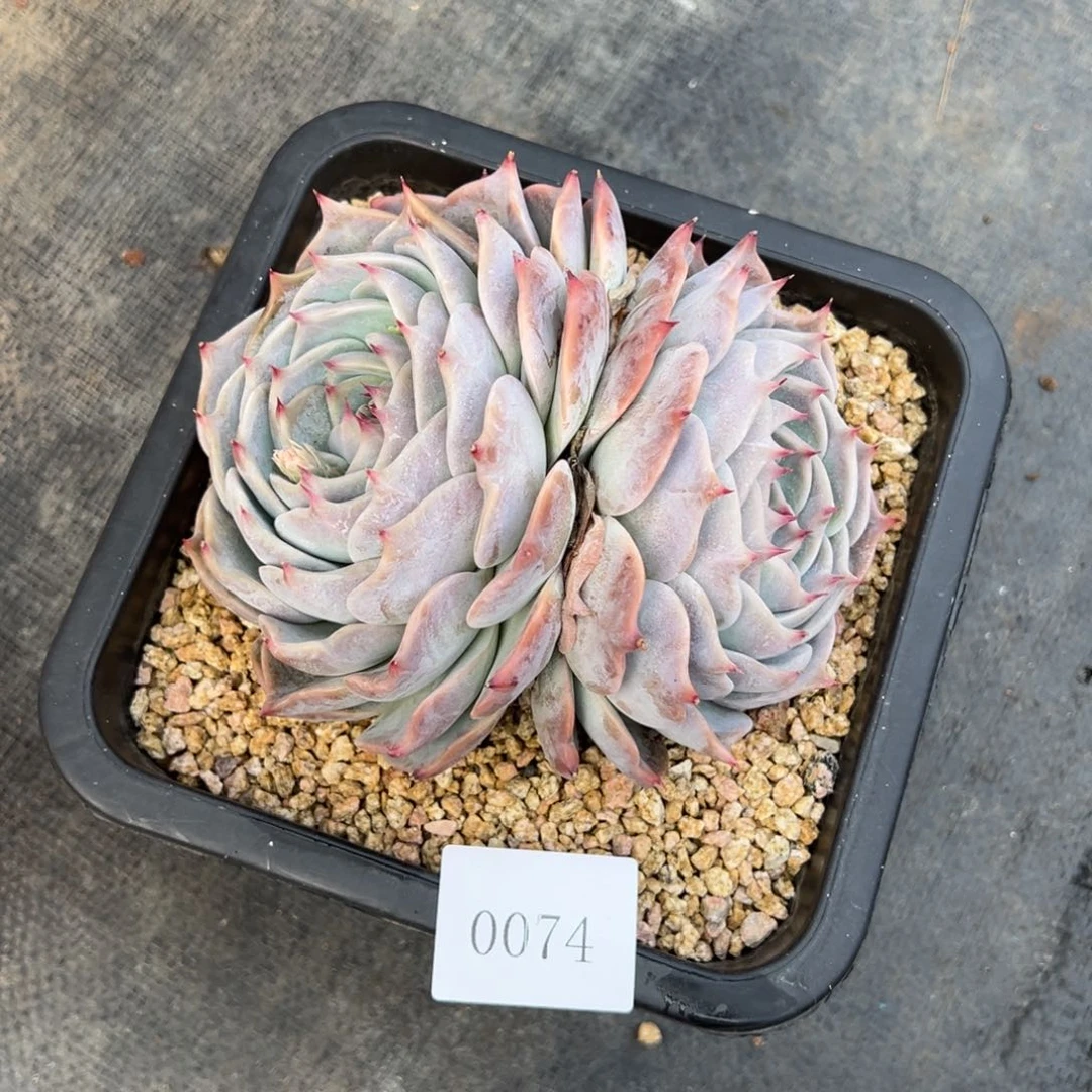 小*0074多肉多多多多