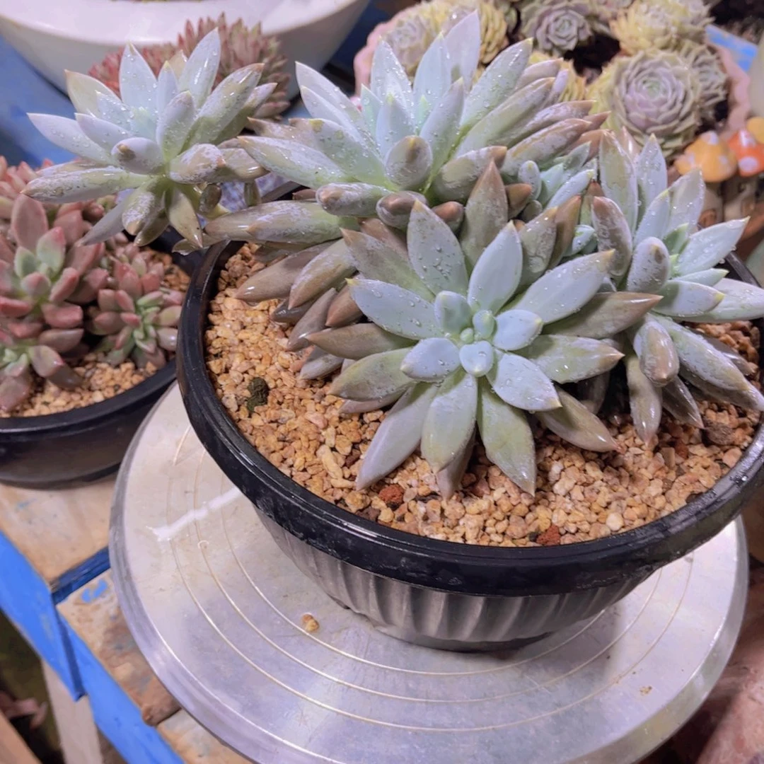 放***羊多肉植物保护研究所所长的一