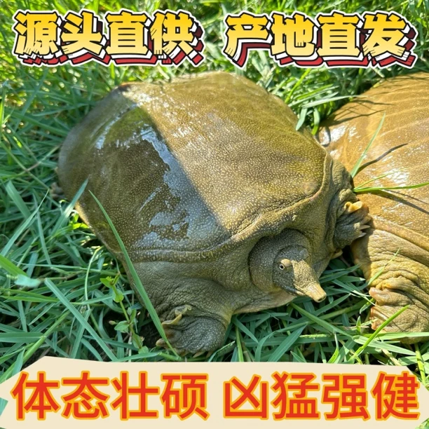 公甲鱼鲜活外塘生态老鳖 现挑现选一物一拍 野养王八水鱼生鲜团鱼