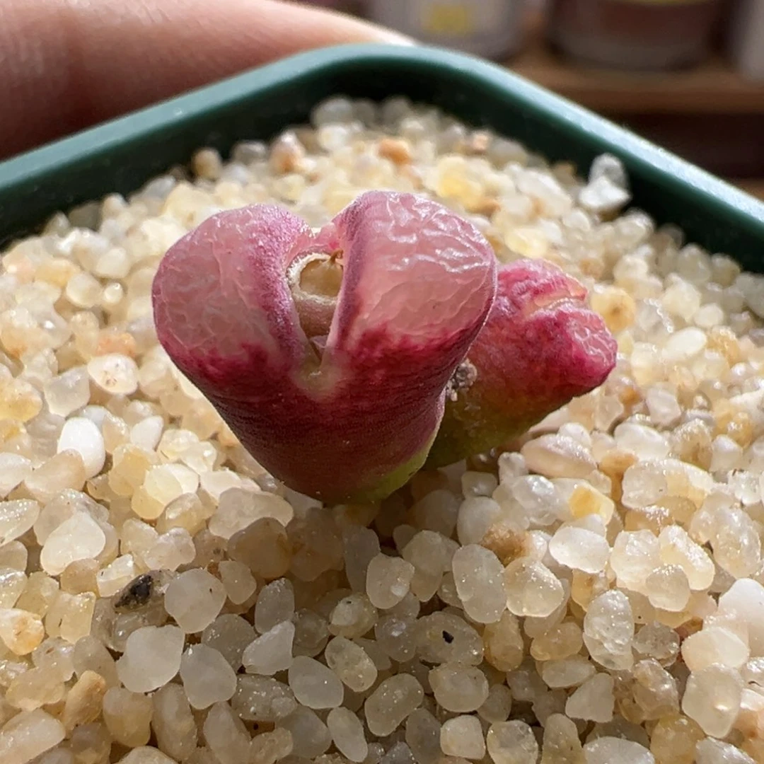 434优选1797.93斑马双头