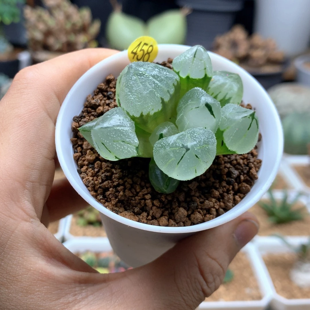 全窗冰玉鸾寿带盆