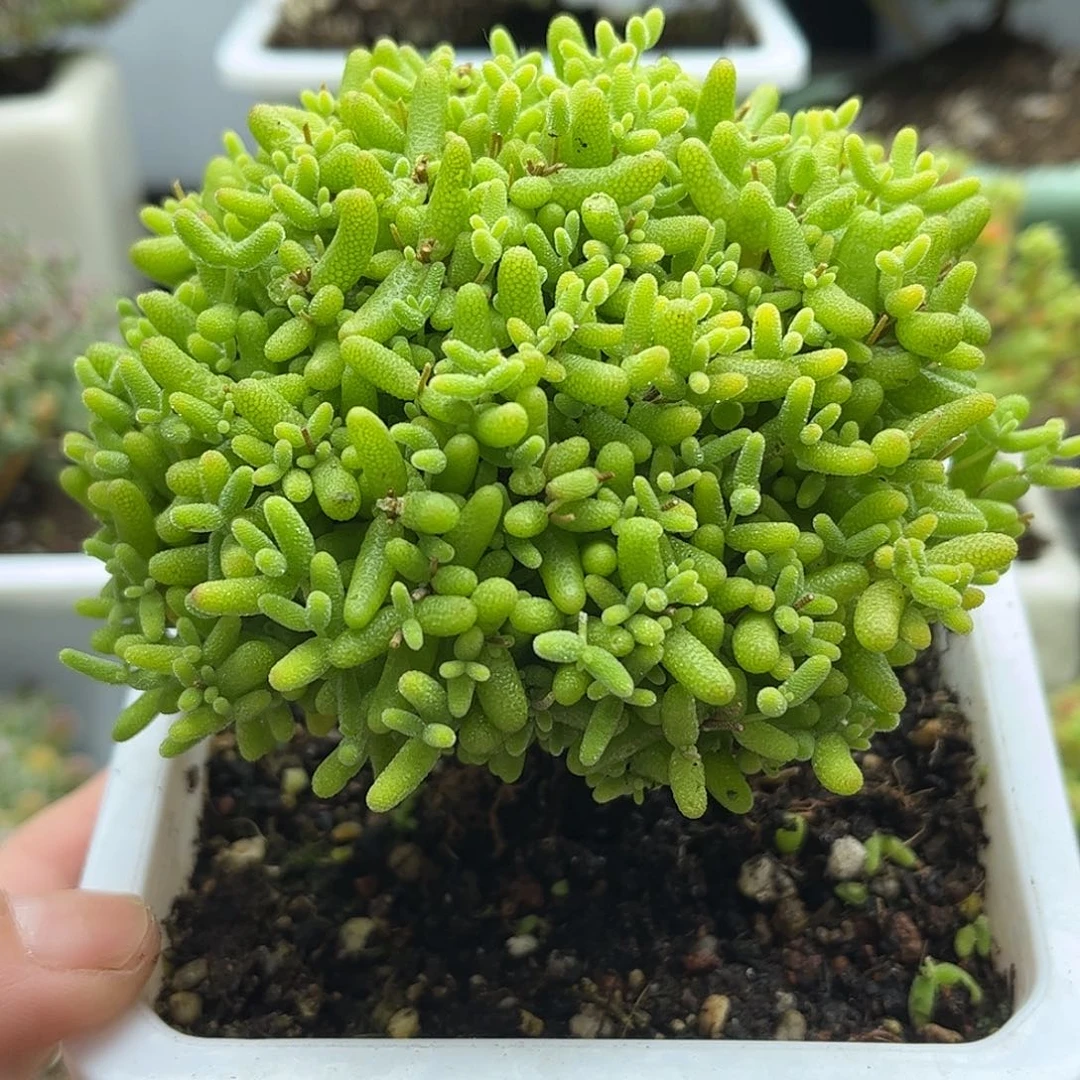 004蜜桔糖球优选枝干