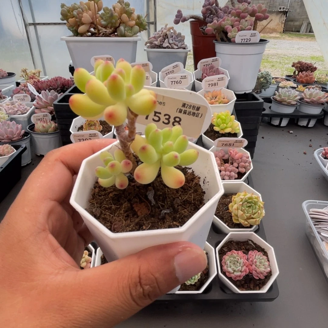 7538乙女心4.0厘米