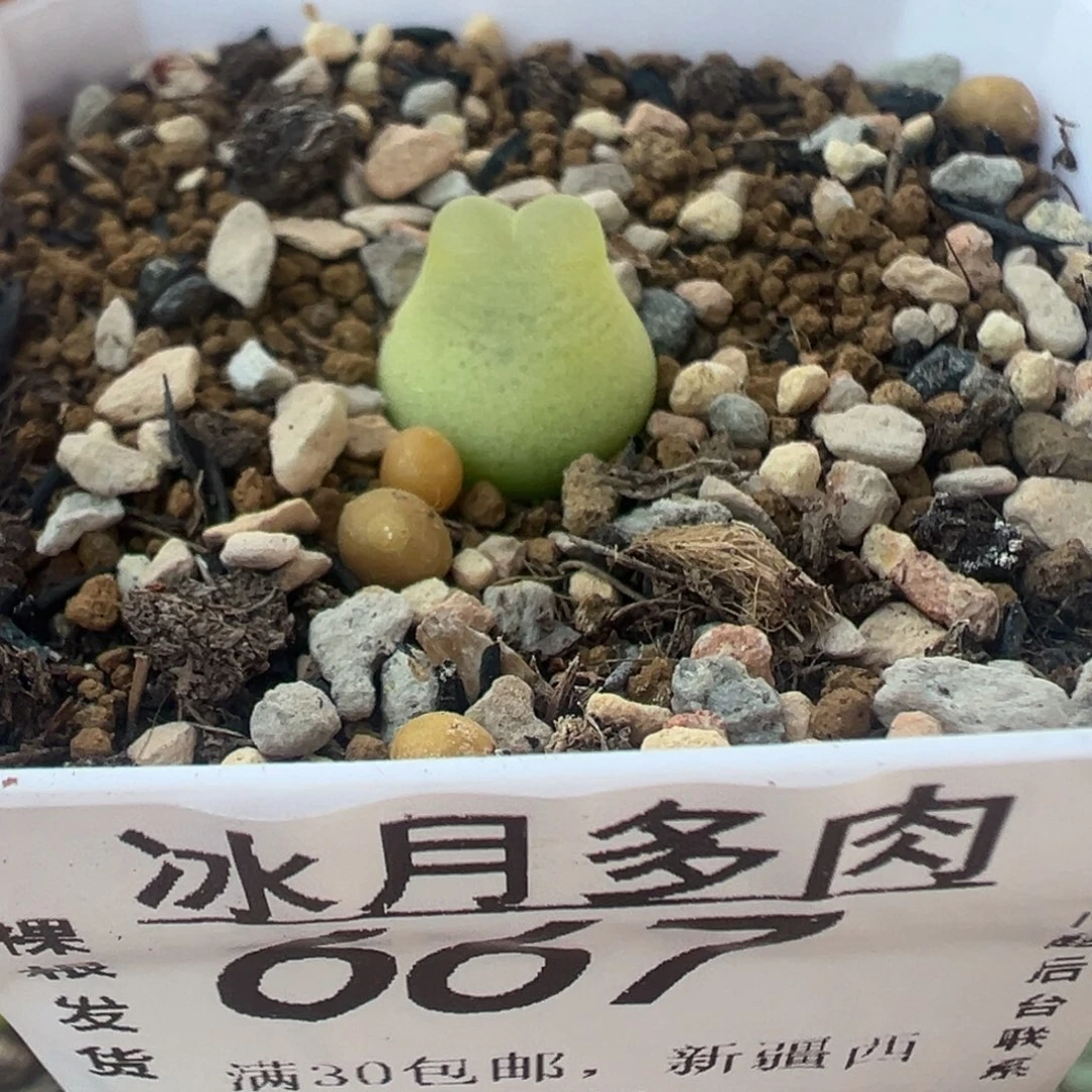 667拉登带盆土发货