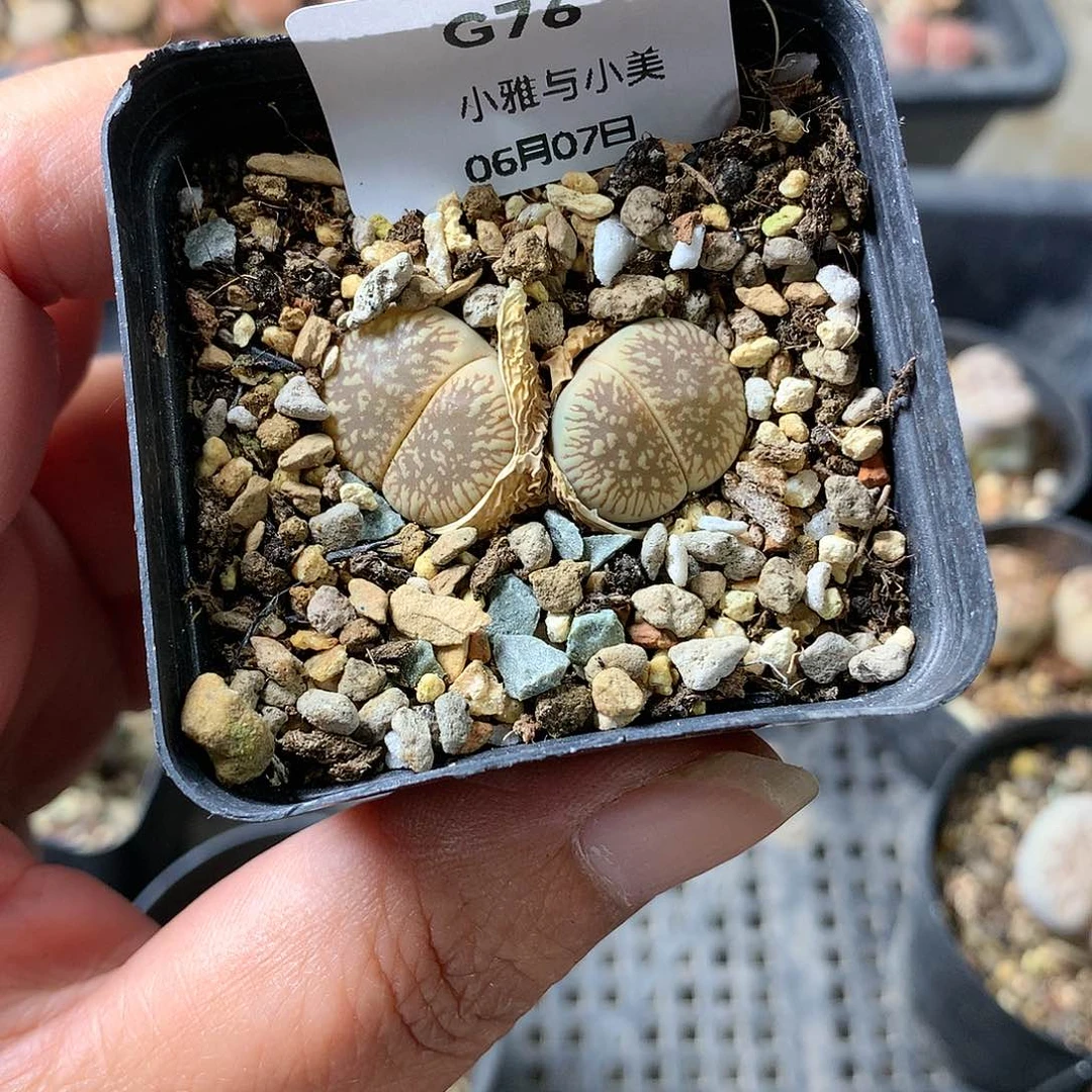 ✌*乐G76多肉植物保护研究所