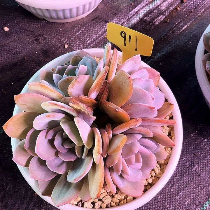 奶茶911号码牌子的话题了