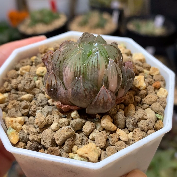 龙鳞玉露锦带盆土发货