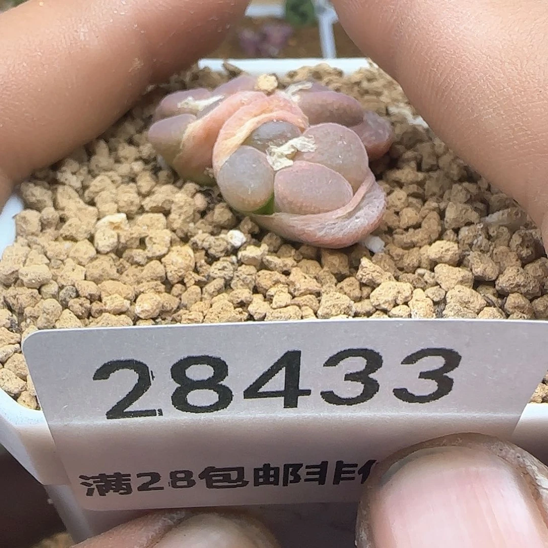心*脱土28包邮28433