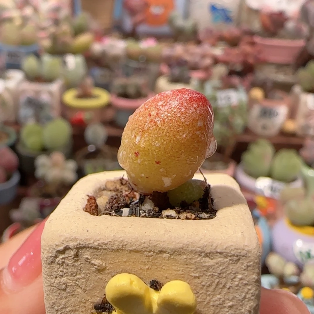 T水泡萤火虫盆口1.5cm