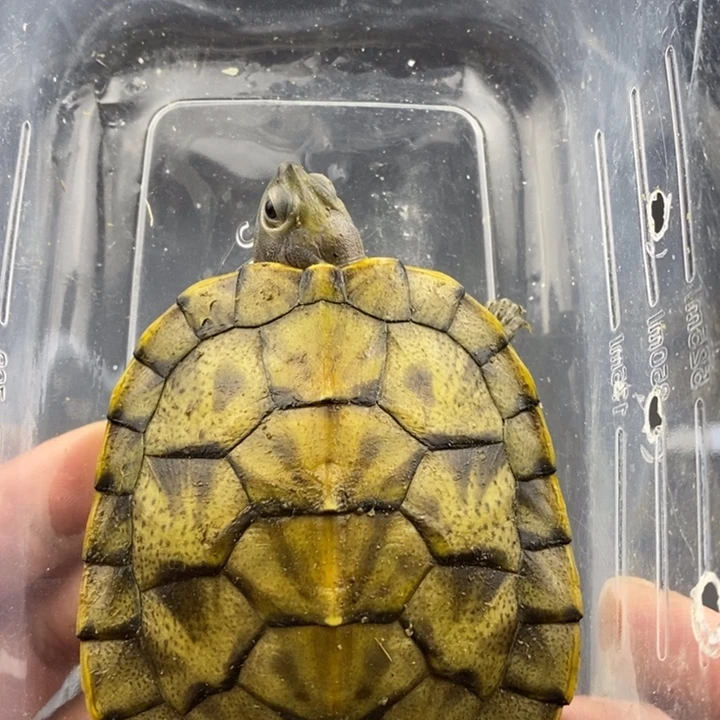 巴西彩龟母66666666