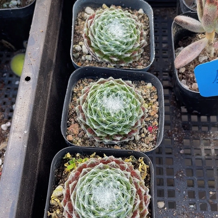 猪丝卷卷带盆土发