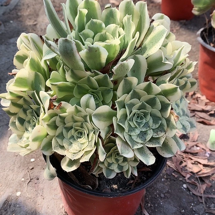 312绿豆沙多肉植物