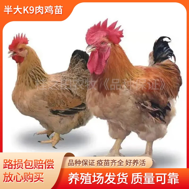 半大脱温九斤红九斤黄K9肉鸡苗大种肉鸡小鸡幼苗红玉大公鸡苗包邮