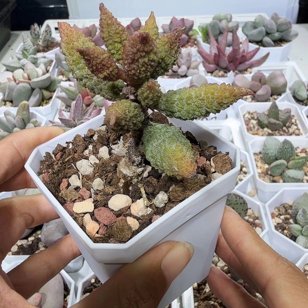 苦瓜水泡多肉植物