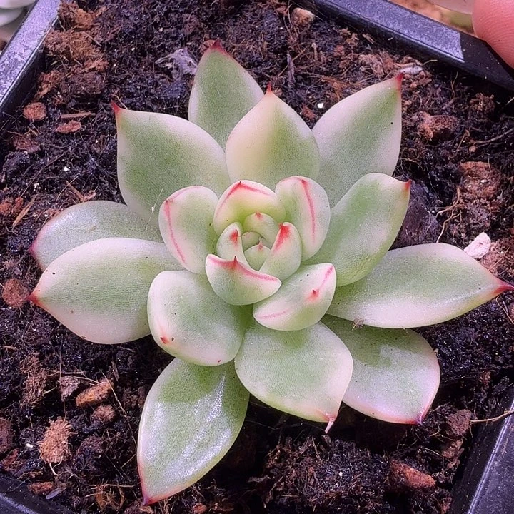 雪花和牛锦福利款