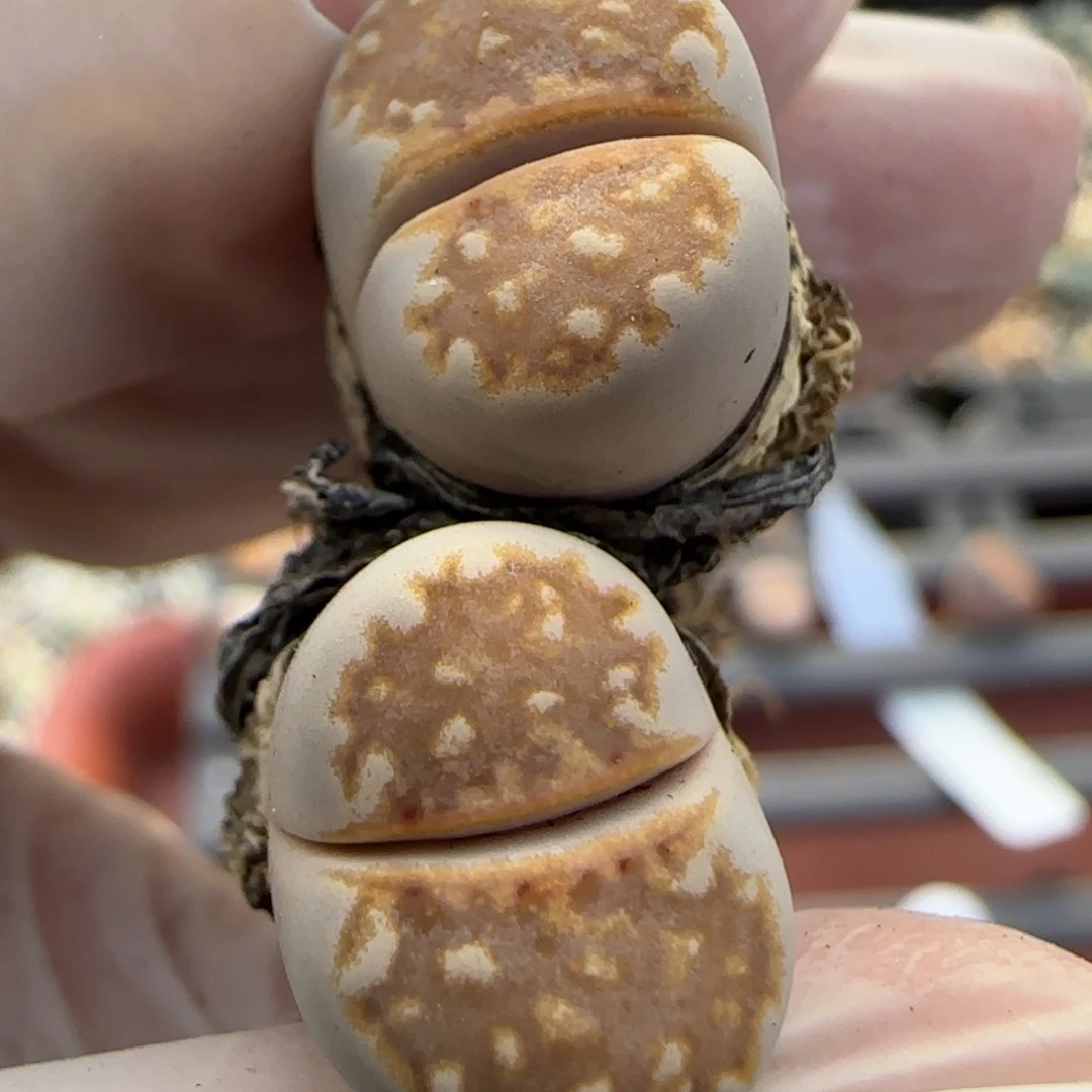 11.26辛然园艺4年橙饼干福利9126