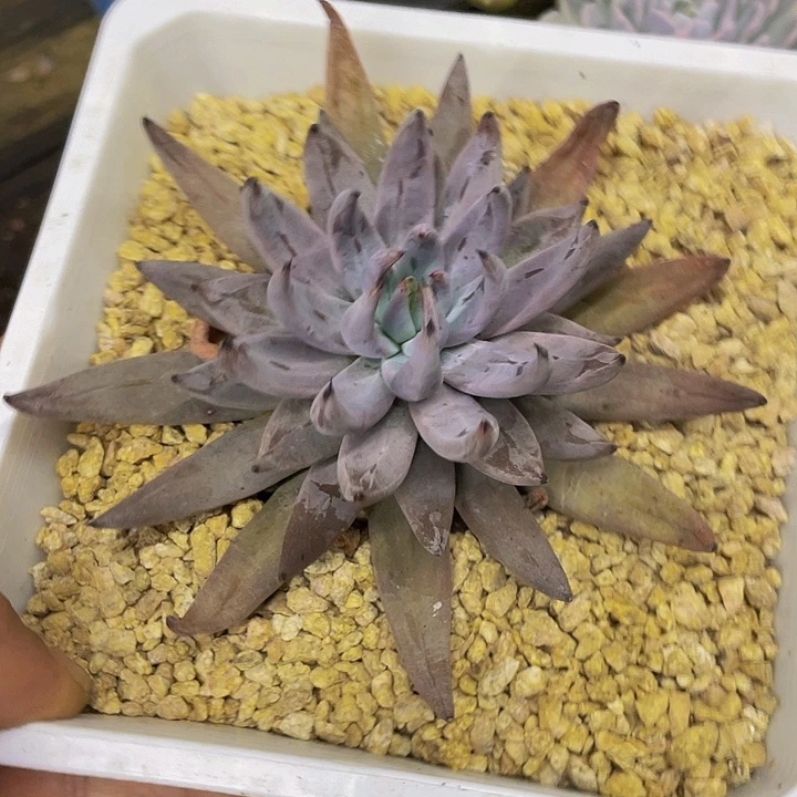 魔爪一物一拍哦哦哦哦