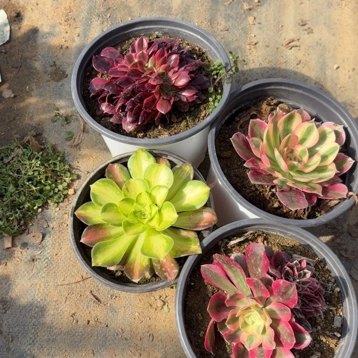 4颗多肉法师2582