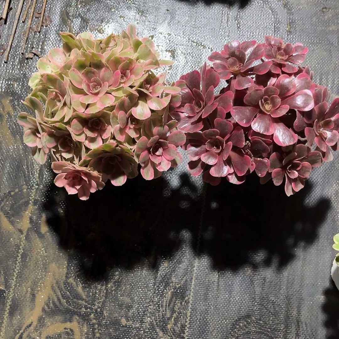 法师多肉漂亮漂亮