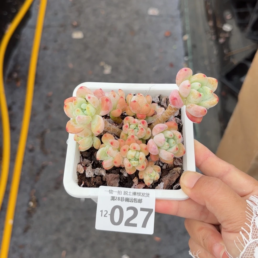 樱花罗绮老桩多肉多肉