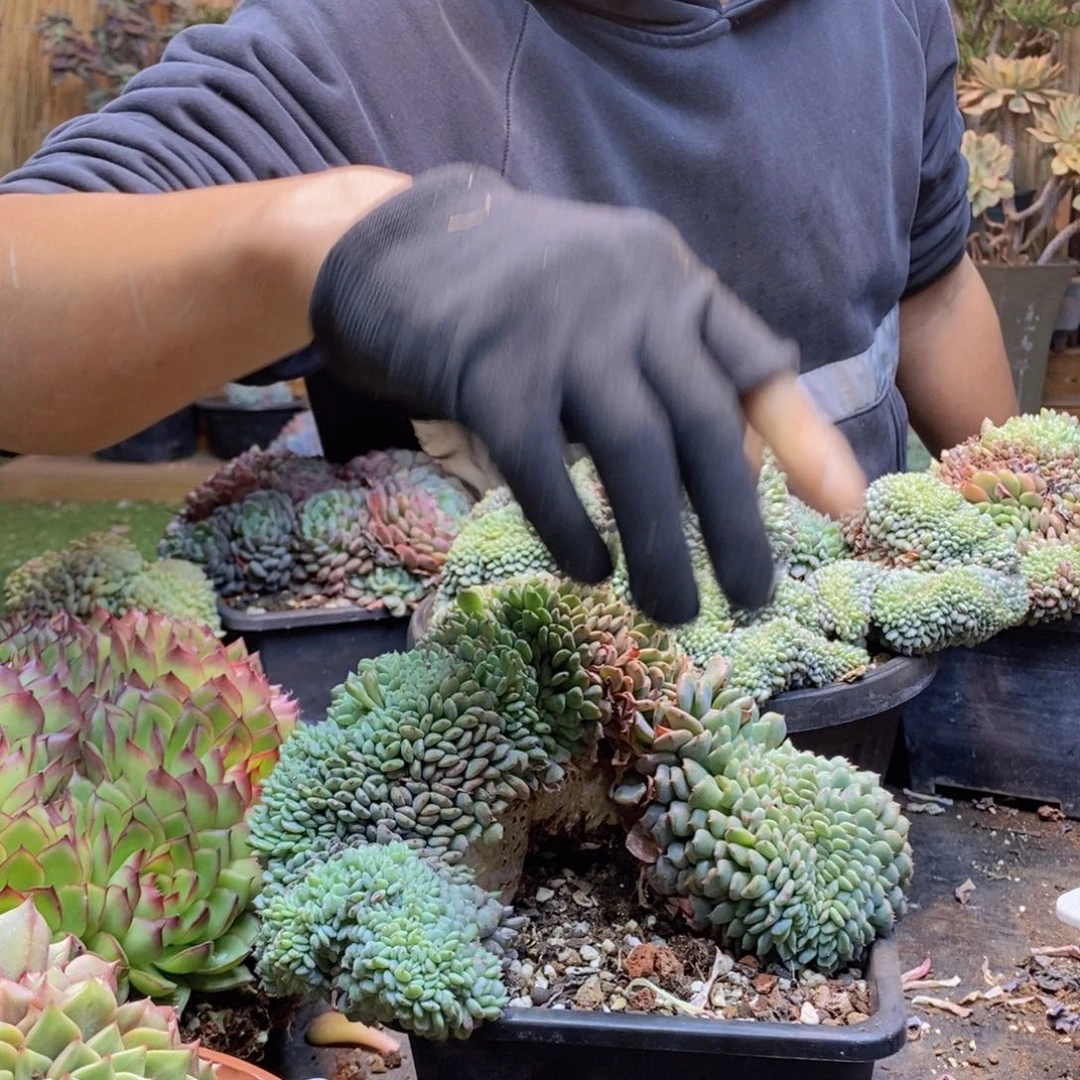 洋***豆C202号白胖子缀