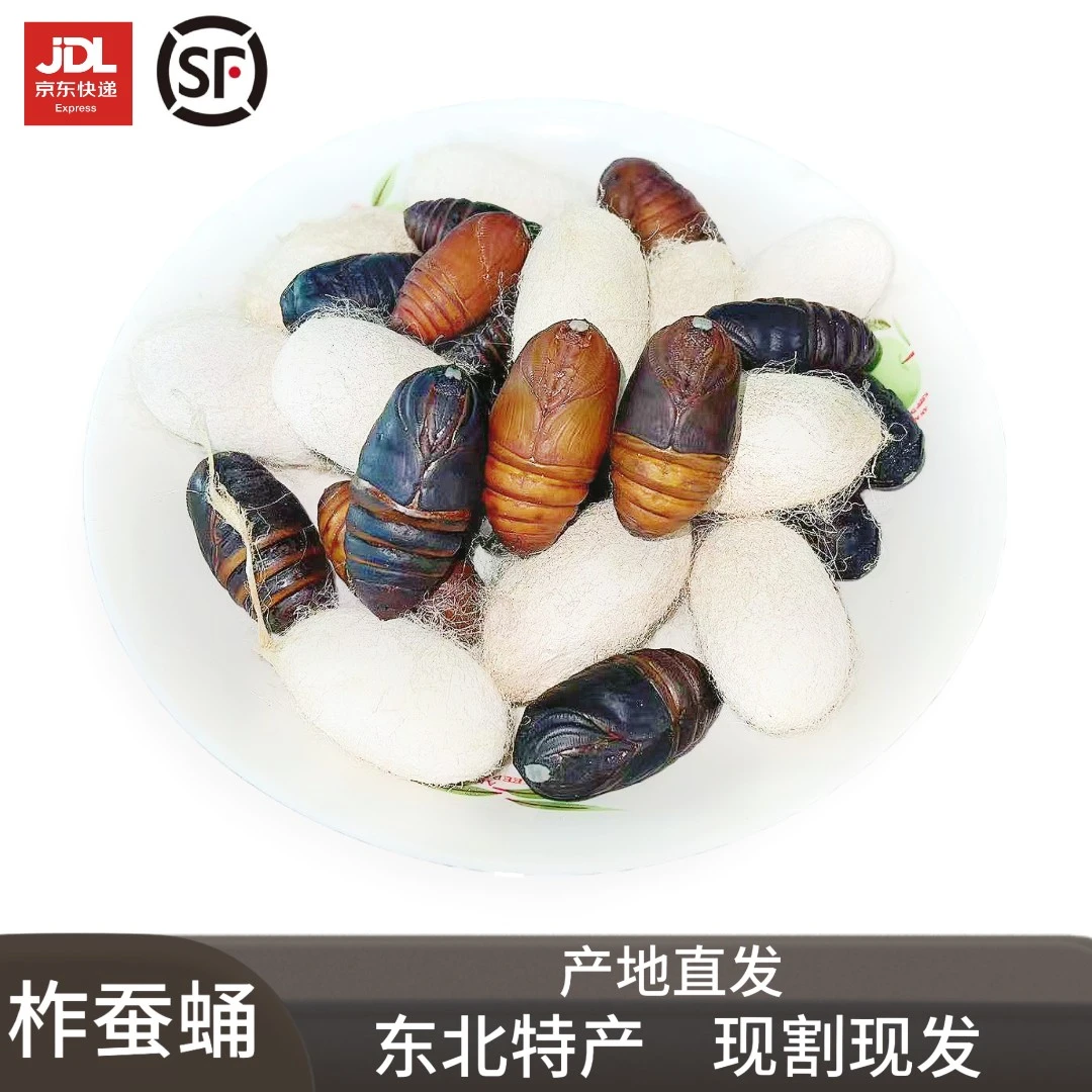 【柞蚕蛹】高蛋白茧蛹新鲜活蛹东北特产柞树蚕蛹绿色低脂原产地直发