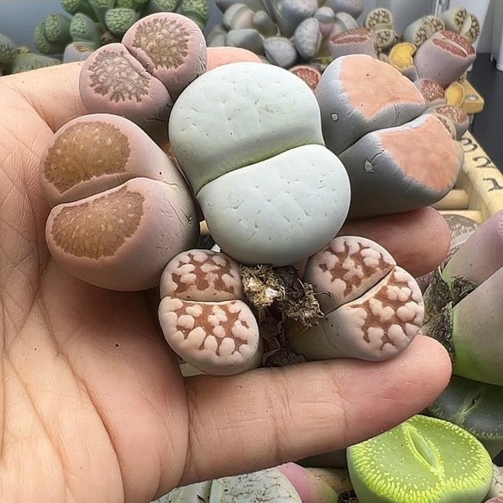 4372 有伤长腿清货不售后