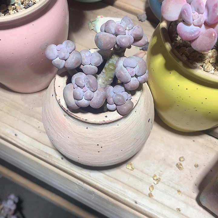 李欣怡也行嘻嘻嘻