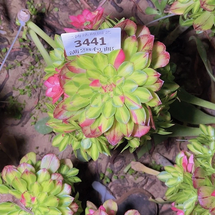 四**景3441知否多肉植物无根