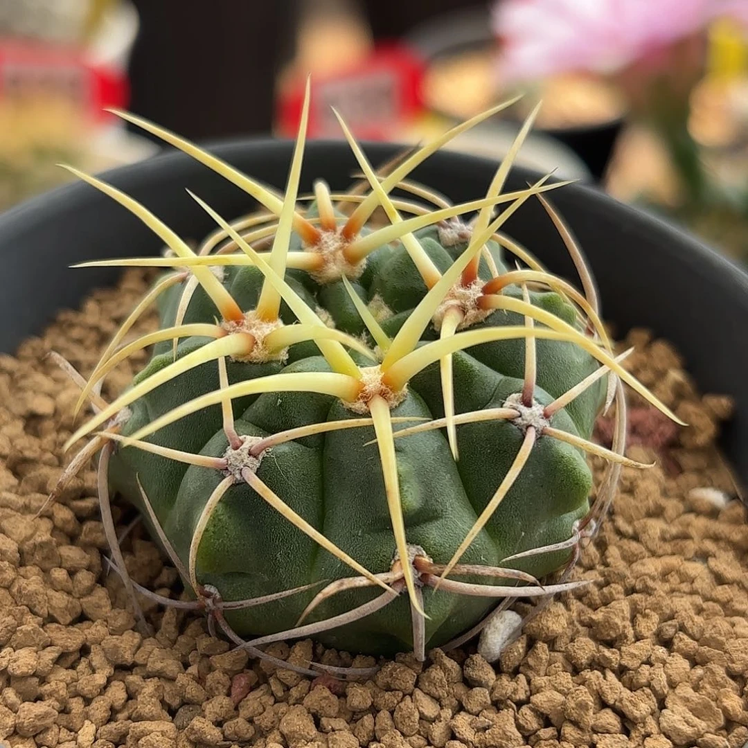 仙人球实生英明玉