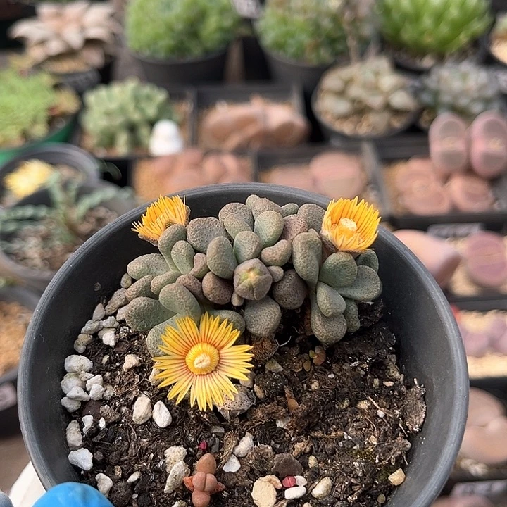 377 唐扇块根 带盆土