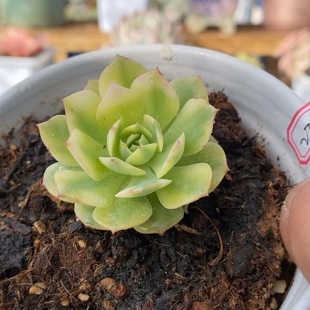 2708 克罗地亚覆轮锦